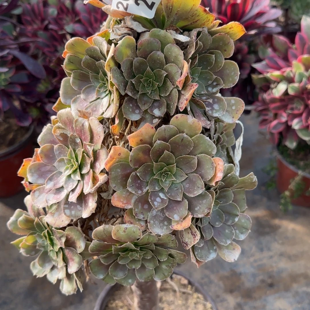 金缕208满20包邮断枝不包