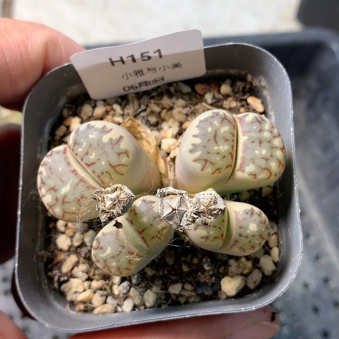 H151多肉植物保护研究所