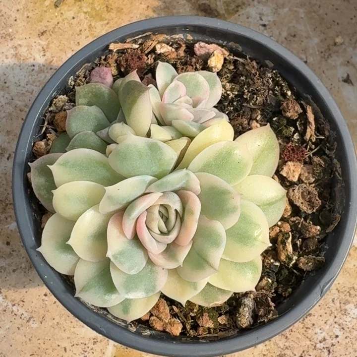 昂斯诺锦一物一拍
