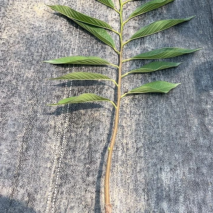 南****天使36900943689999