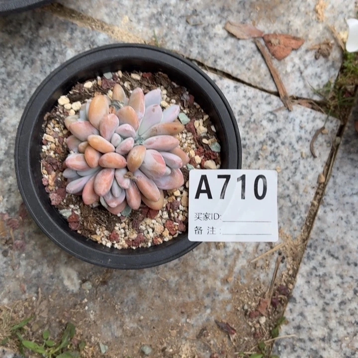 多肉植物粉兔叶插缀化