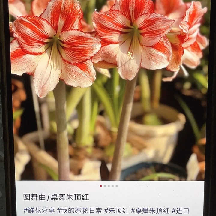 桌舞4+3个装福利价