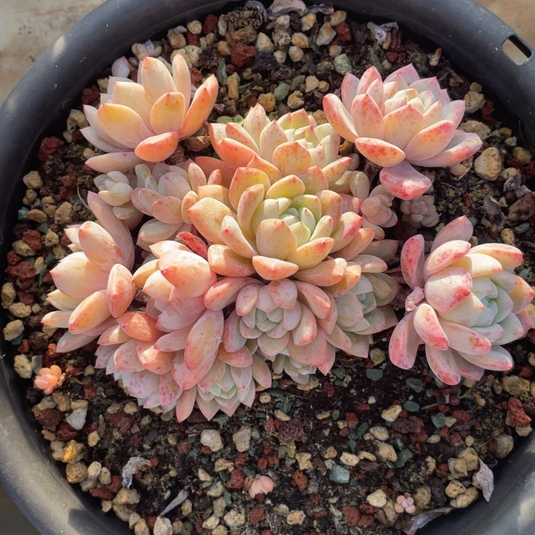 梦之雪冠幅14 公分一物一拍