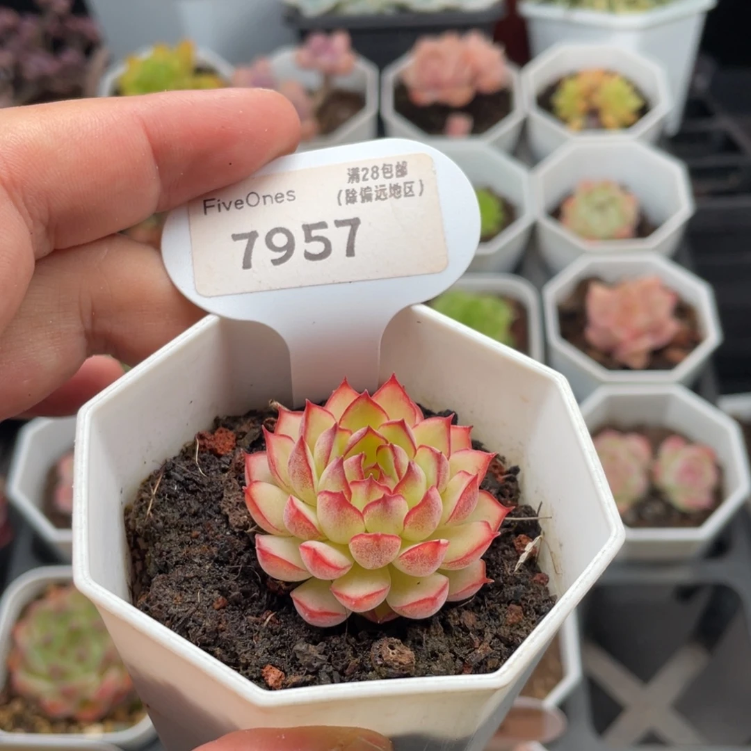 梦幻玫瑰7957-4厘米