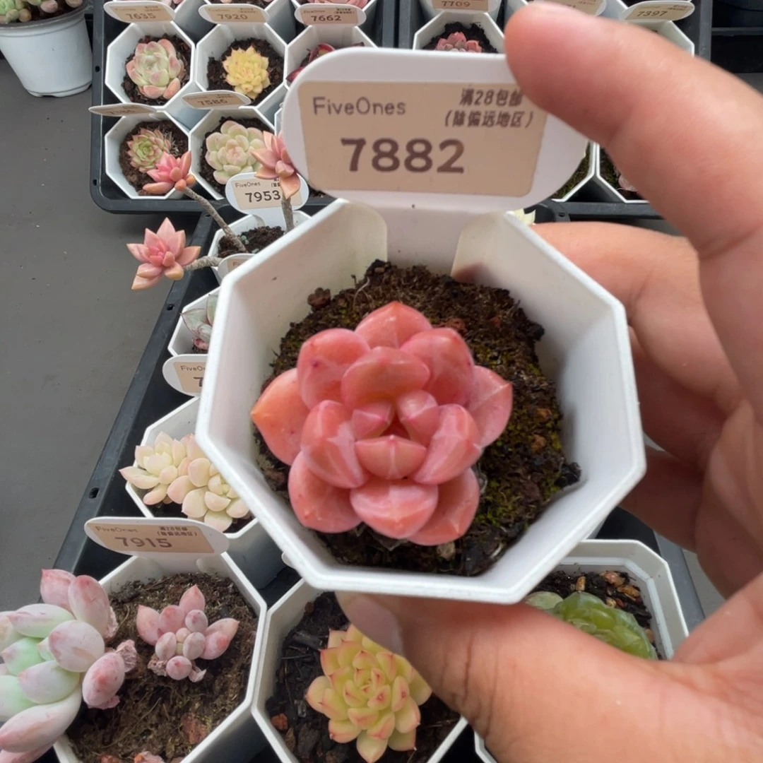 7882 Q橙 4.5厘米