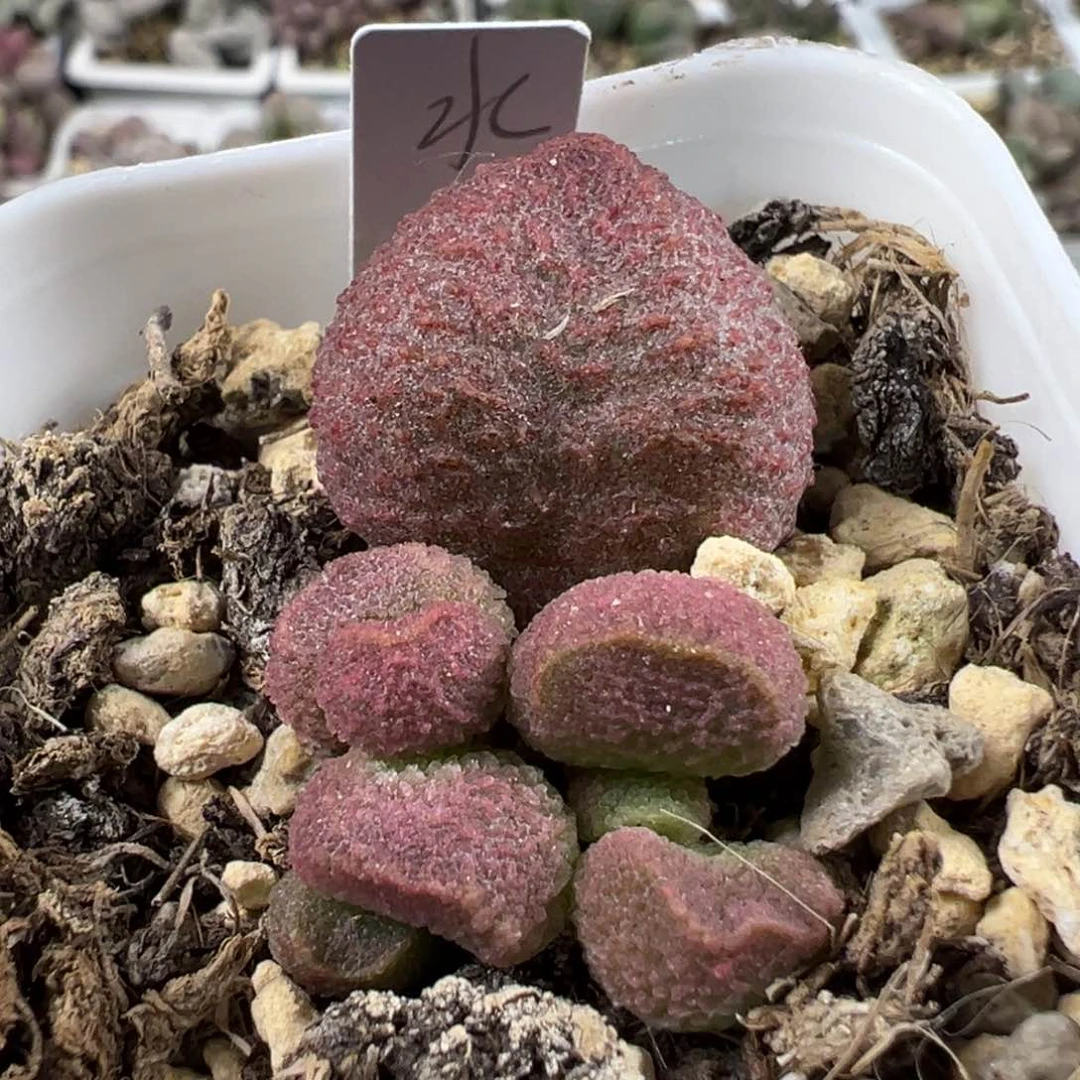 水蜜桃多肉植物水泡
