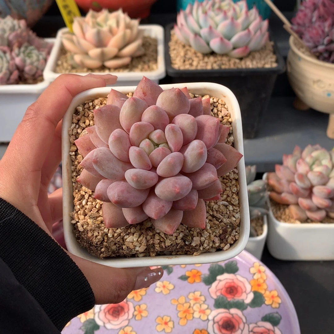 我们家的小姐姐们