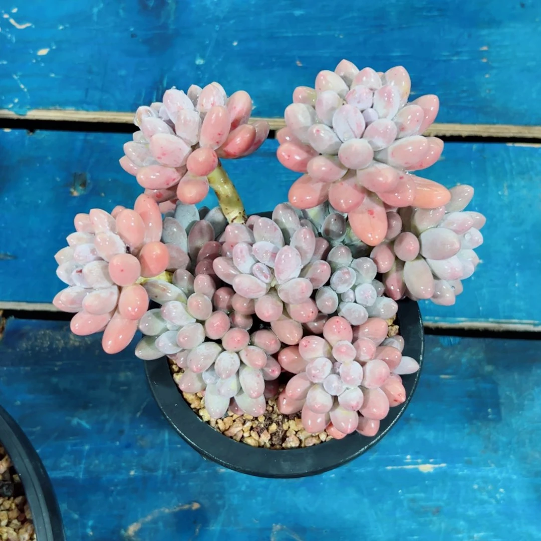 汤圆自然群多肉植物