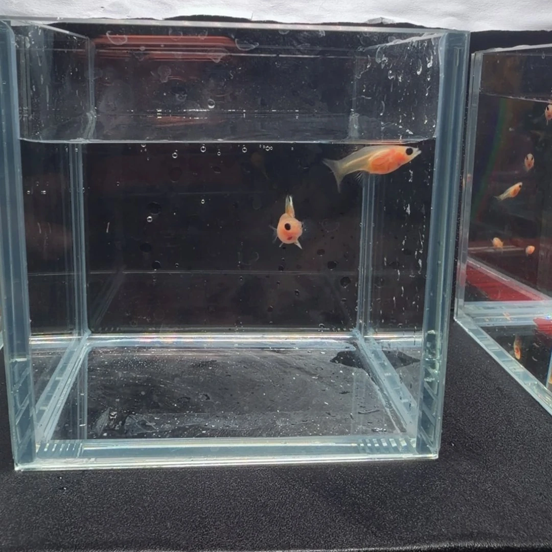 孔雀鱼幻彩粉猫短体1对