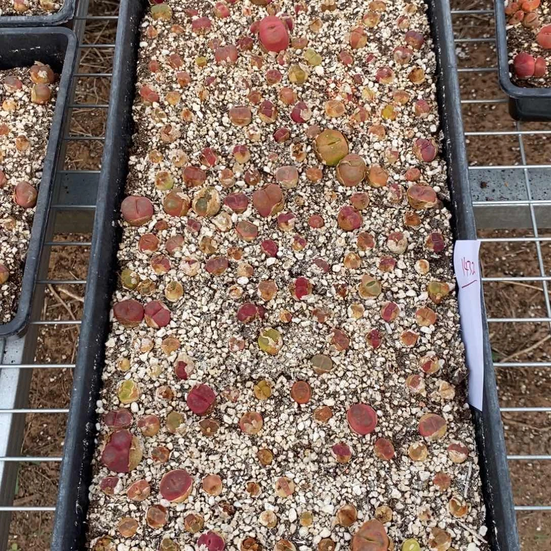 14322。   一筐。带筐发。