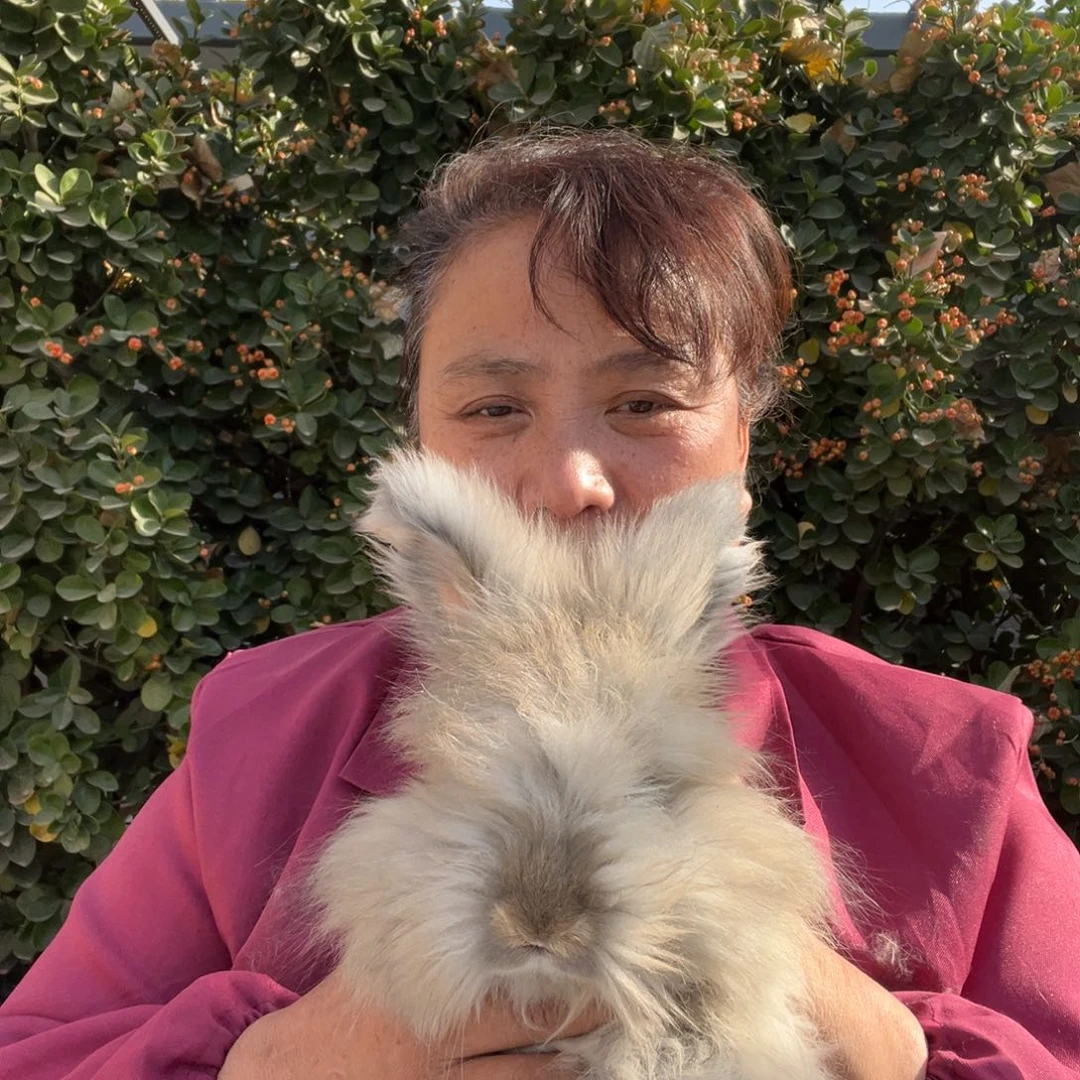 英系安哥拉宠物兔子