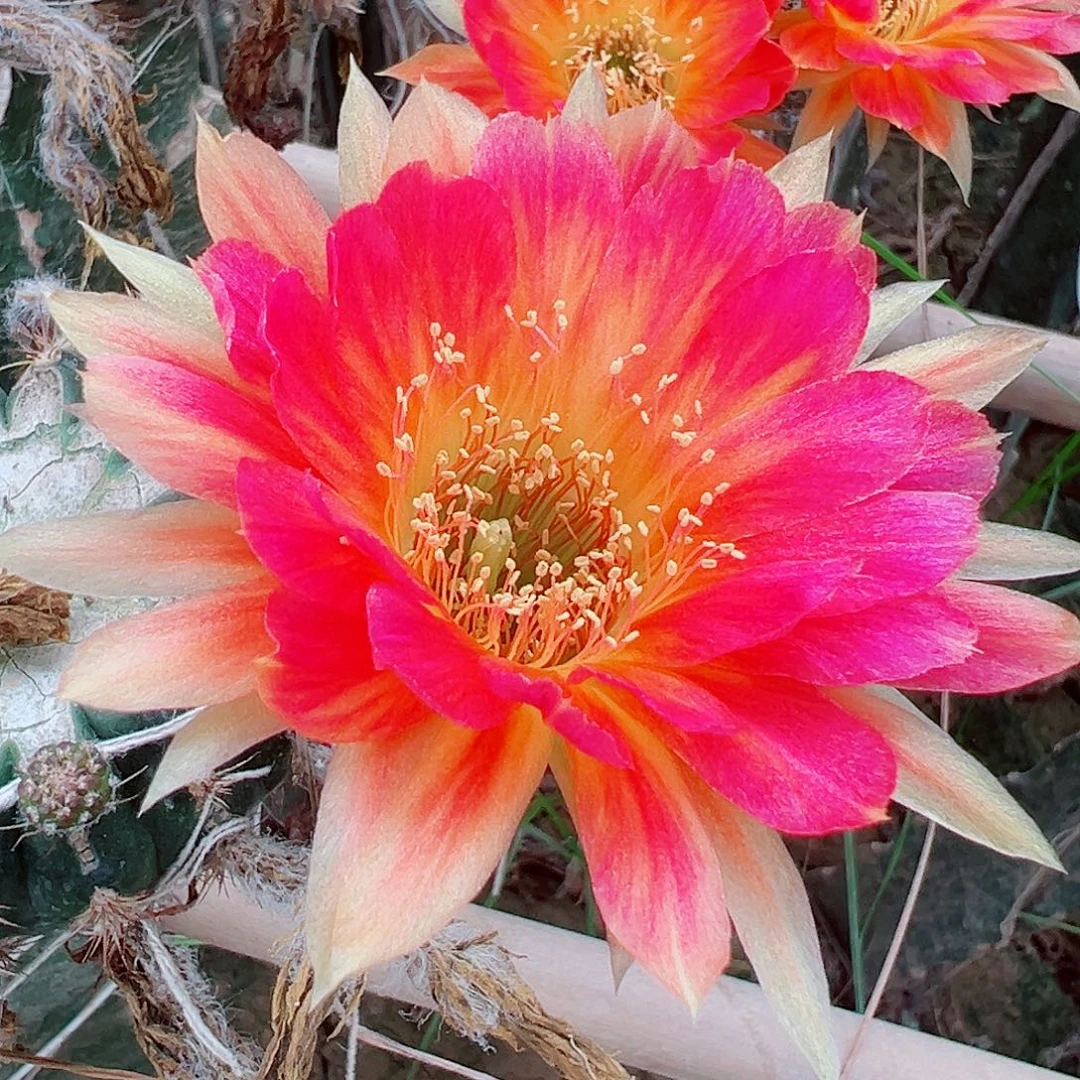 丽花0117侧芽 满20包邮