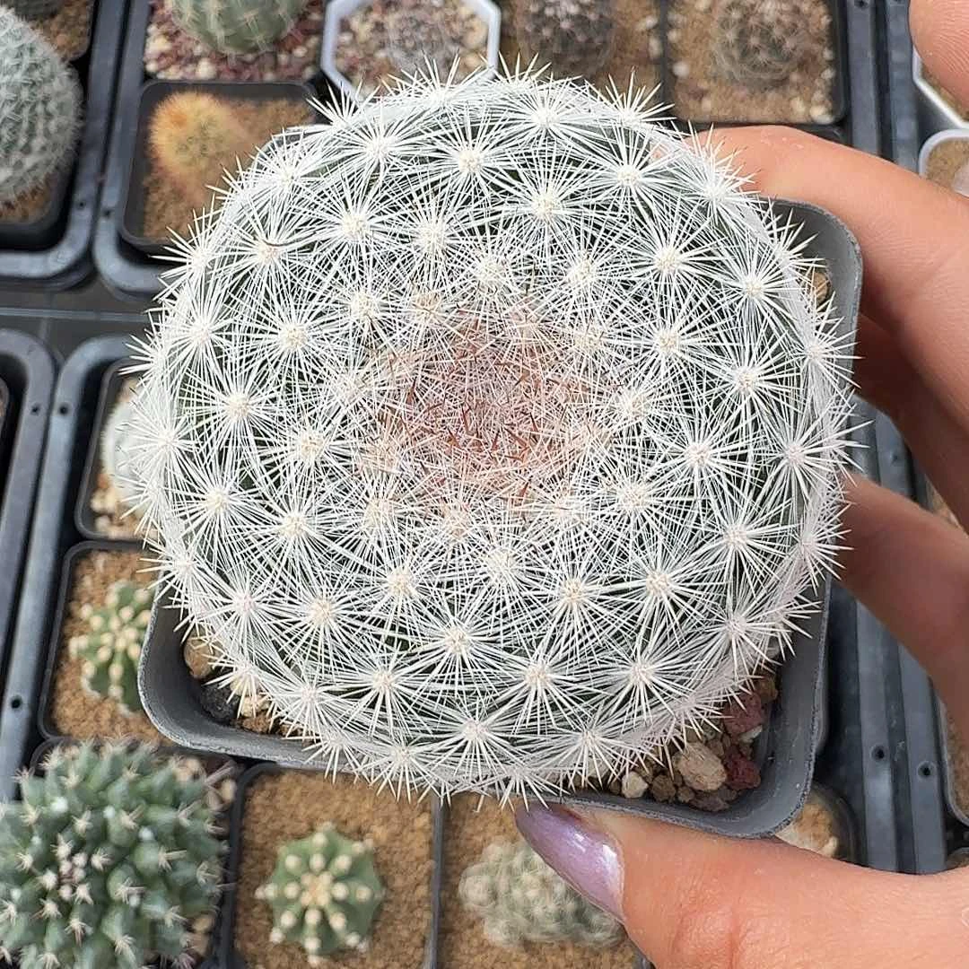 实生映月脱土发货