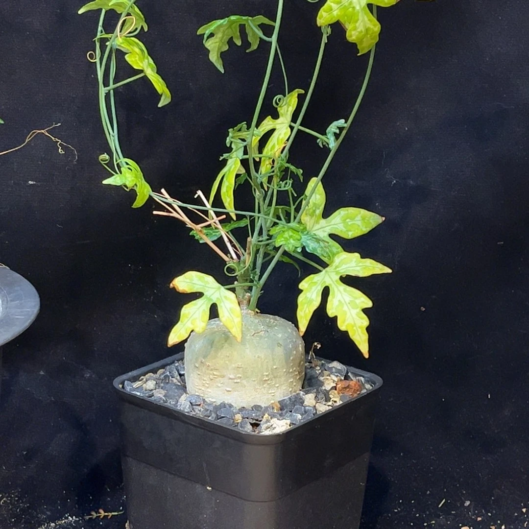 我****彩叶西番莲，5公分