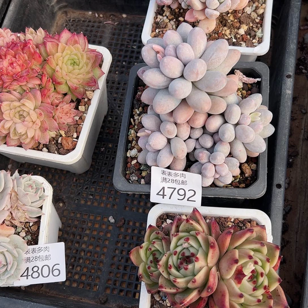 9号?*田我们的确是一个4792