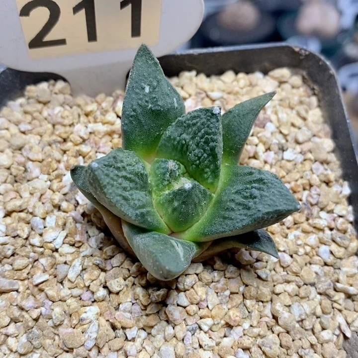 211号实生怒涛牡丹4.5cm