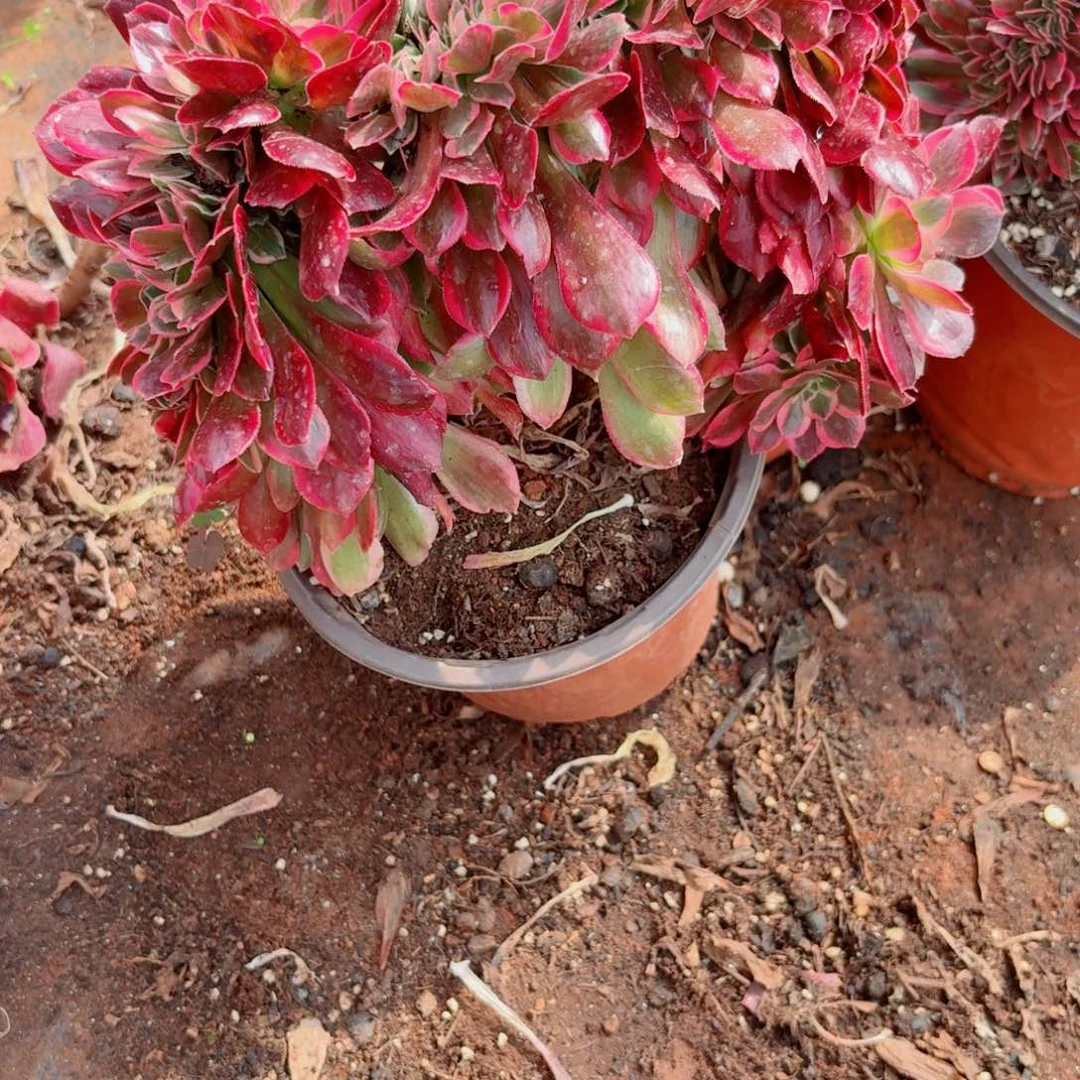 女郎782 号多肉法师植物清棚