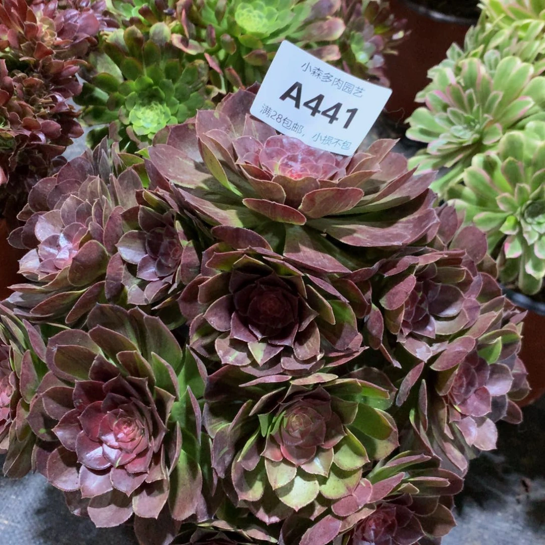 茉*441花月夜888888