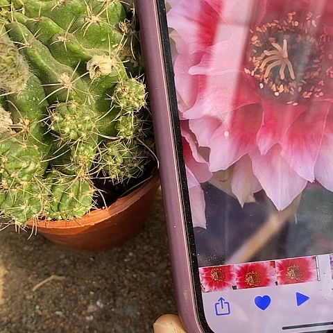 水花仙人球，257900