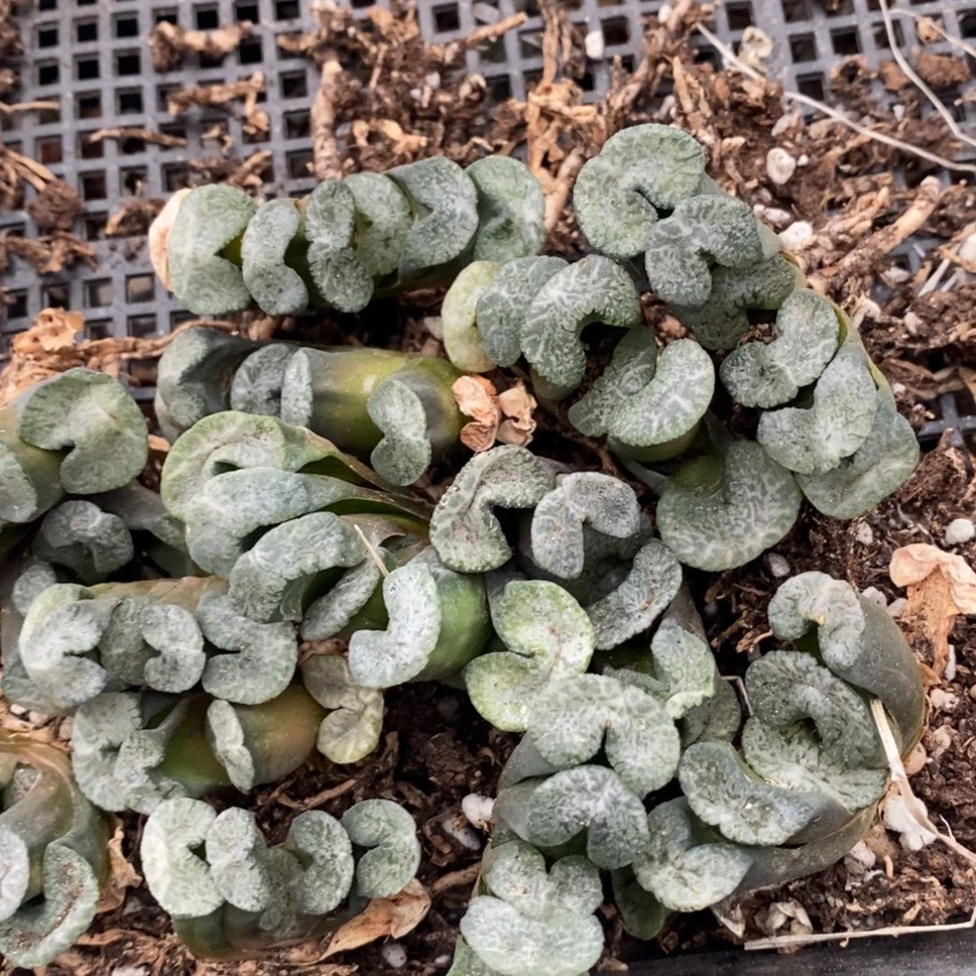 219 一颗实生牛逼玉扇。