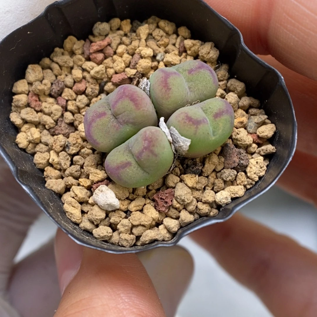 多肉植物肉锥杂交K-868
