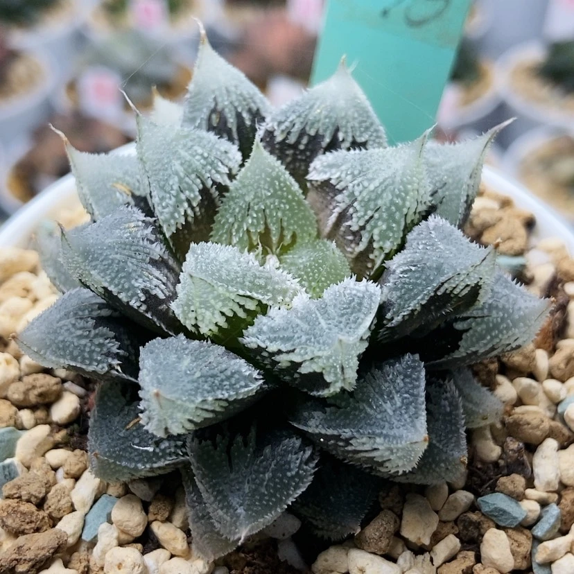 【闪购商品】白帝城136