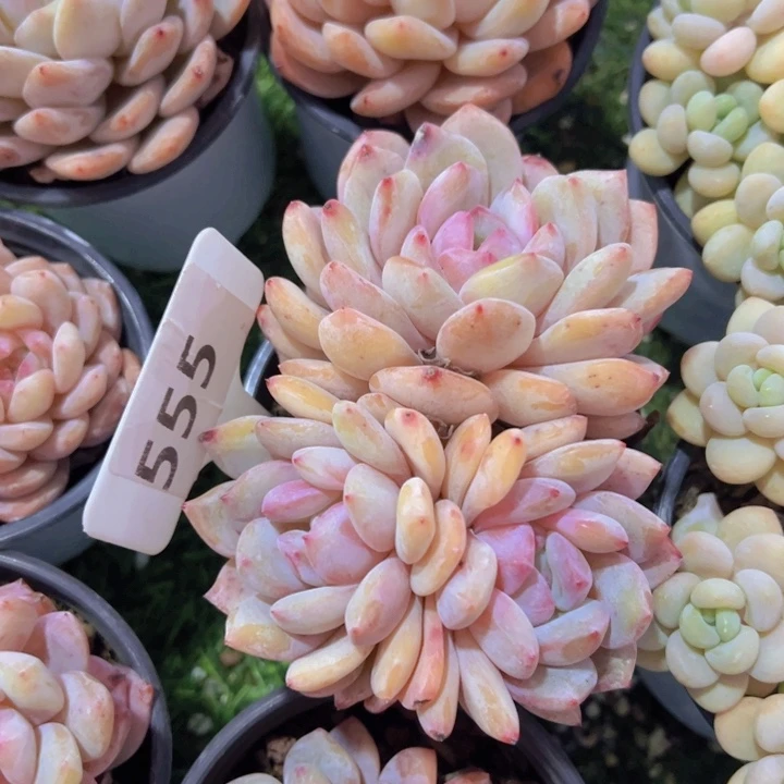 健健康康平平安安