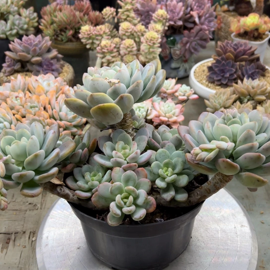 香橙38 零零多肉植物