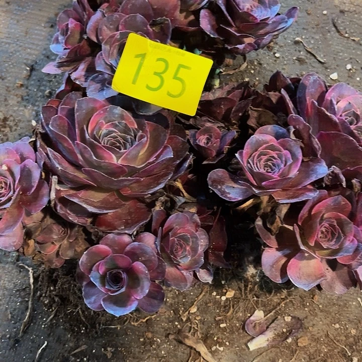 8***9多肉植物玫瑰花135号