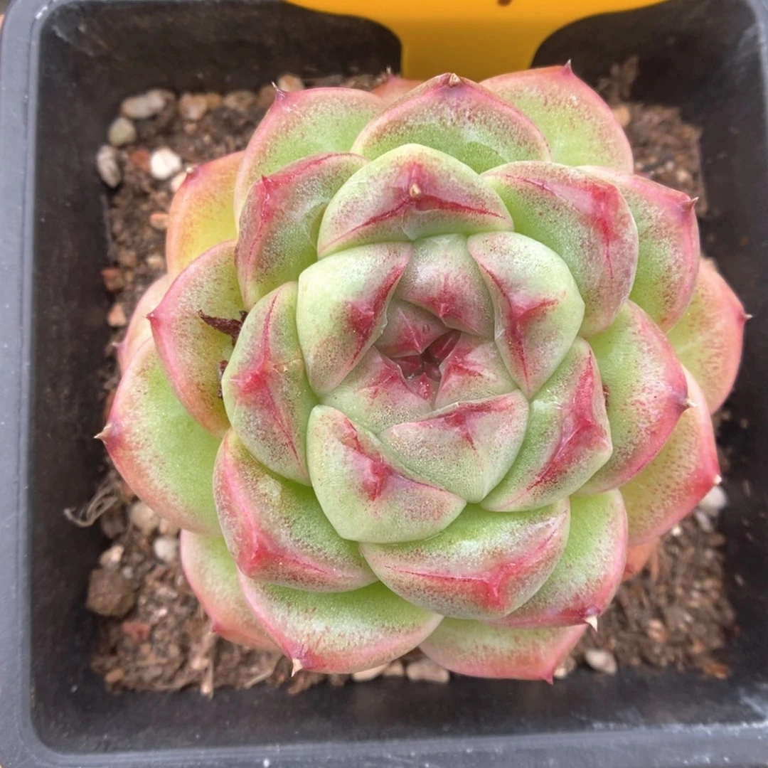 翡冷翠麦秆261号。