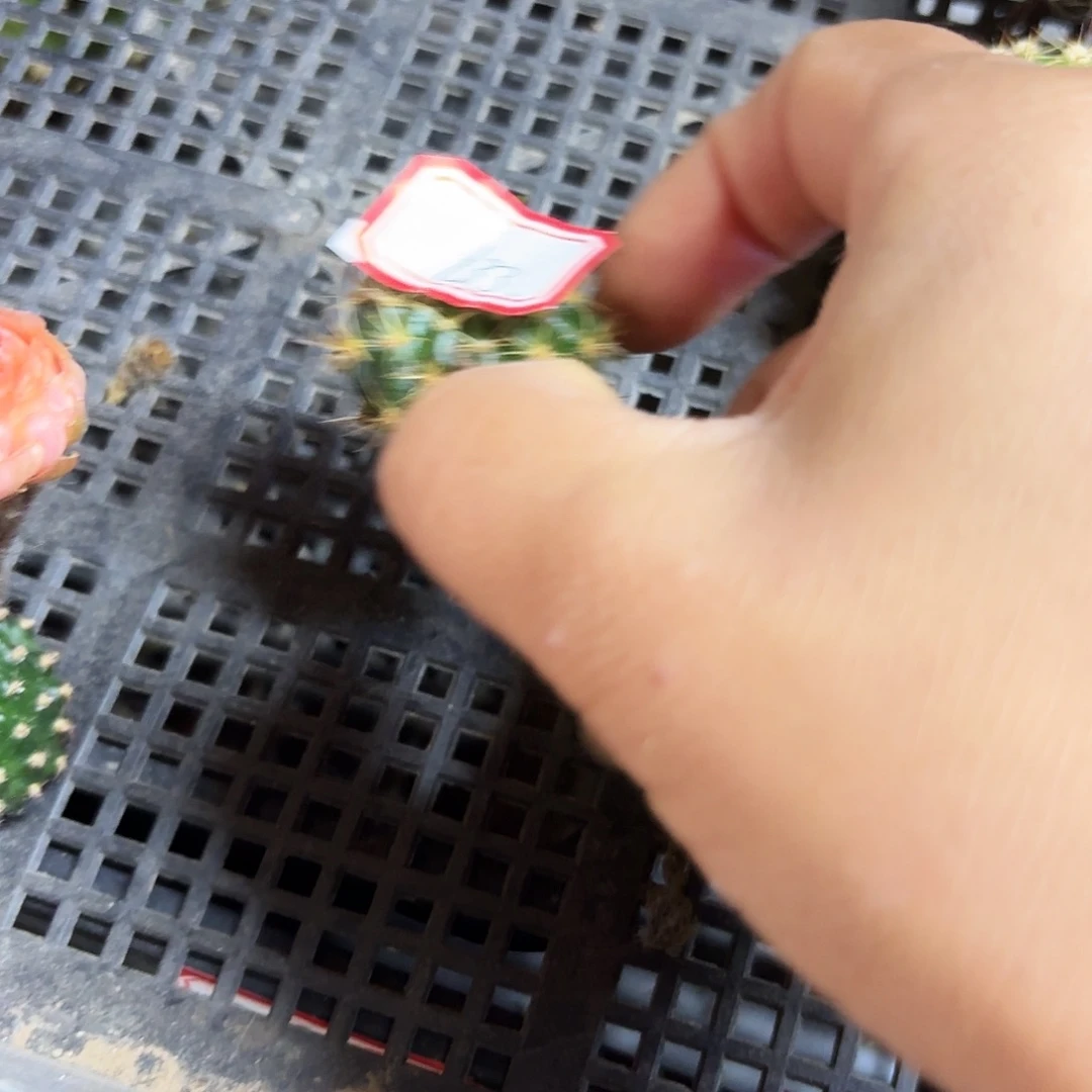 L33有这么侧牙两三公分