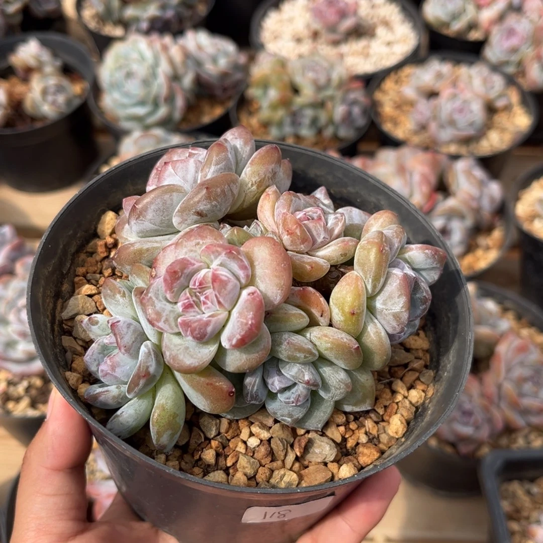 8头紧凑小树哈哈哈哈哈哈