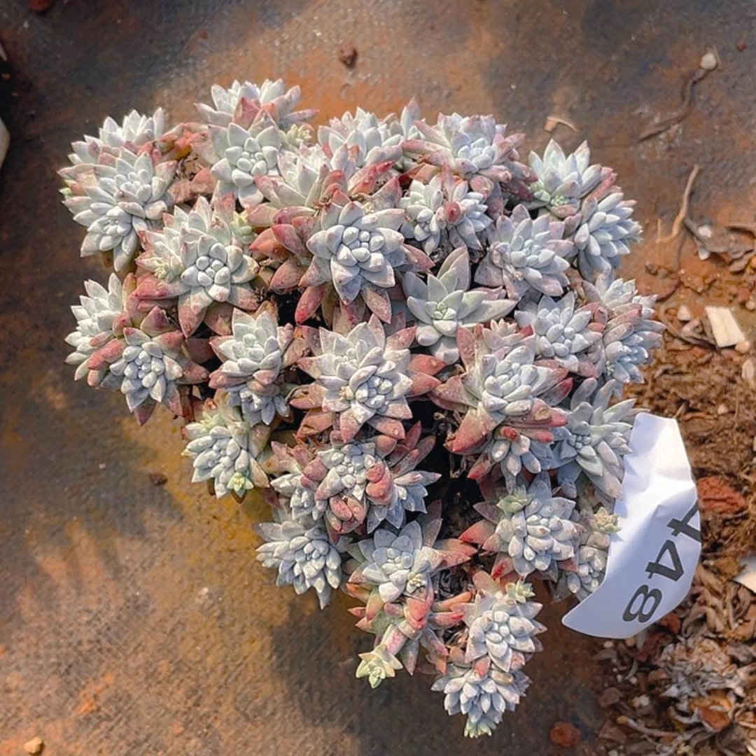 【闪购商品】白菊白菊