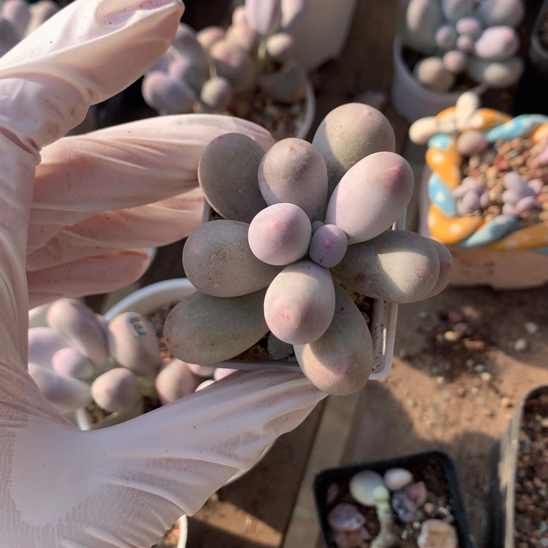 米可奶酪多肉，米可奶