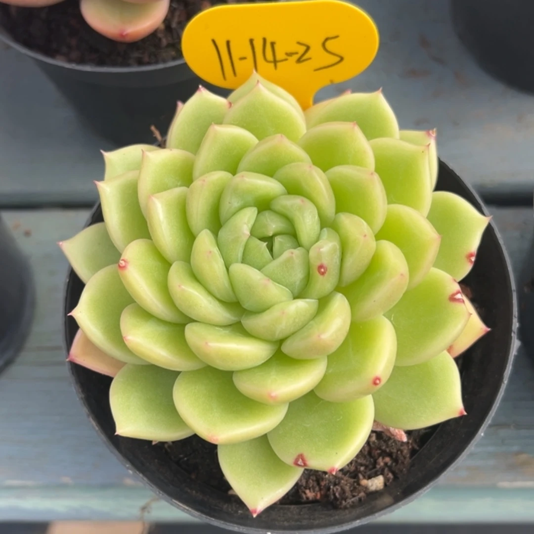 11-14-25新品美肉多肉植物
