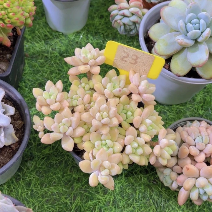 我的小可爱们都好可爱