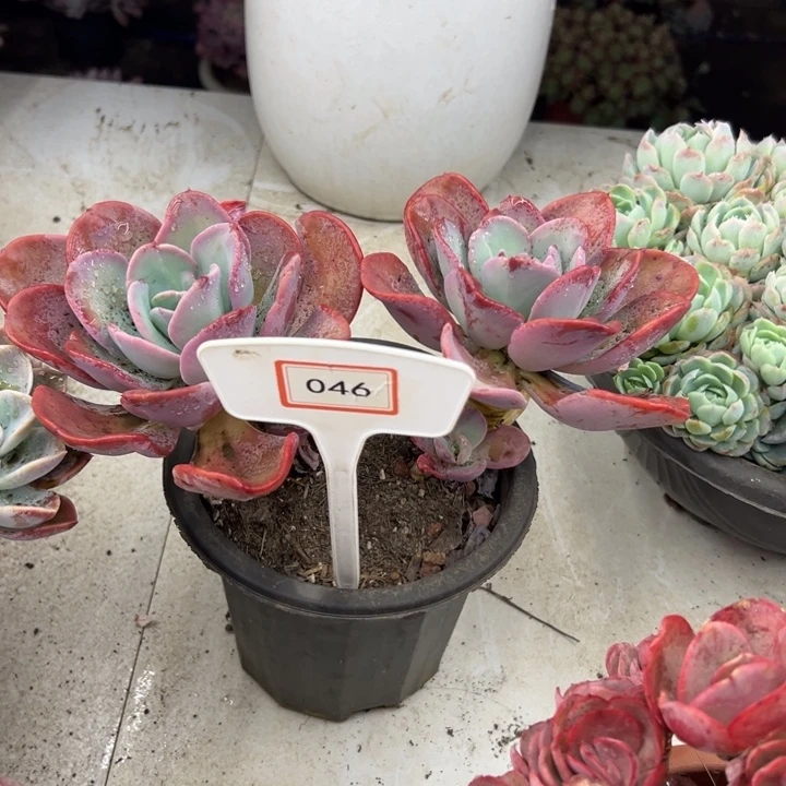 A*疯狂锦多肉植物046