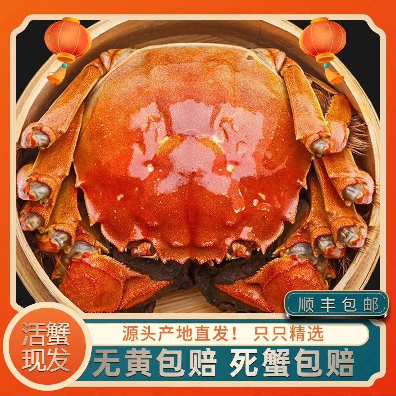 【活蟹现发】江苏鲜活现捞 全母蟹2..2-1..8两 10+4只 顺丰礼盒包邮