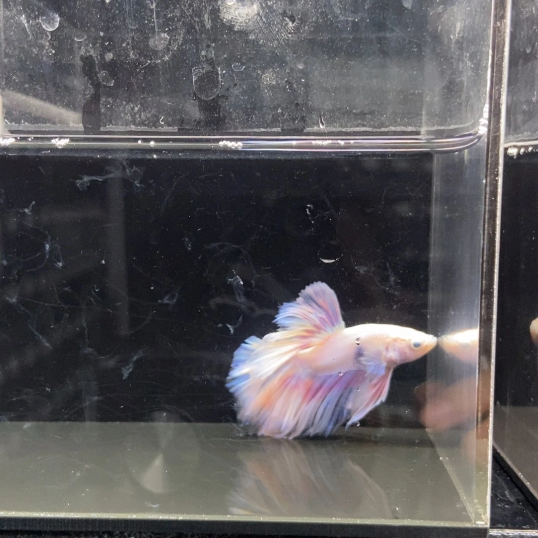 海水鱼哈哈哈爱哈112