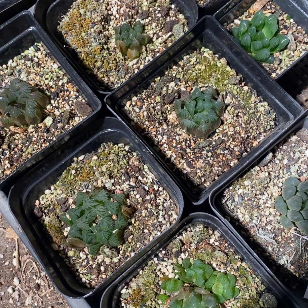 2939 一颗实生灯系玉露 超级福利