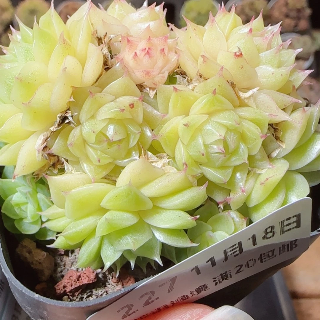 花语逸镜1118-227散