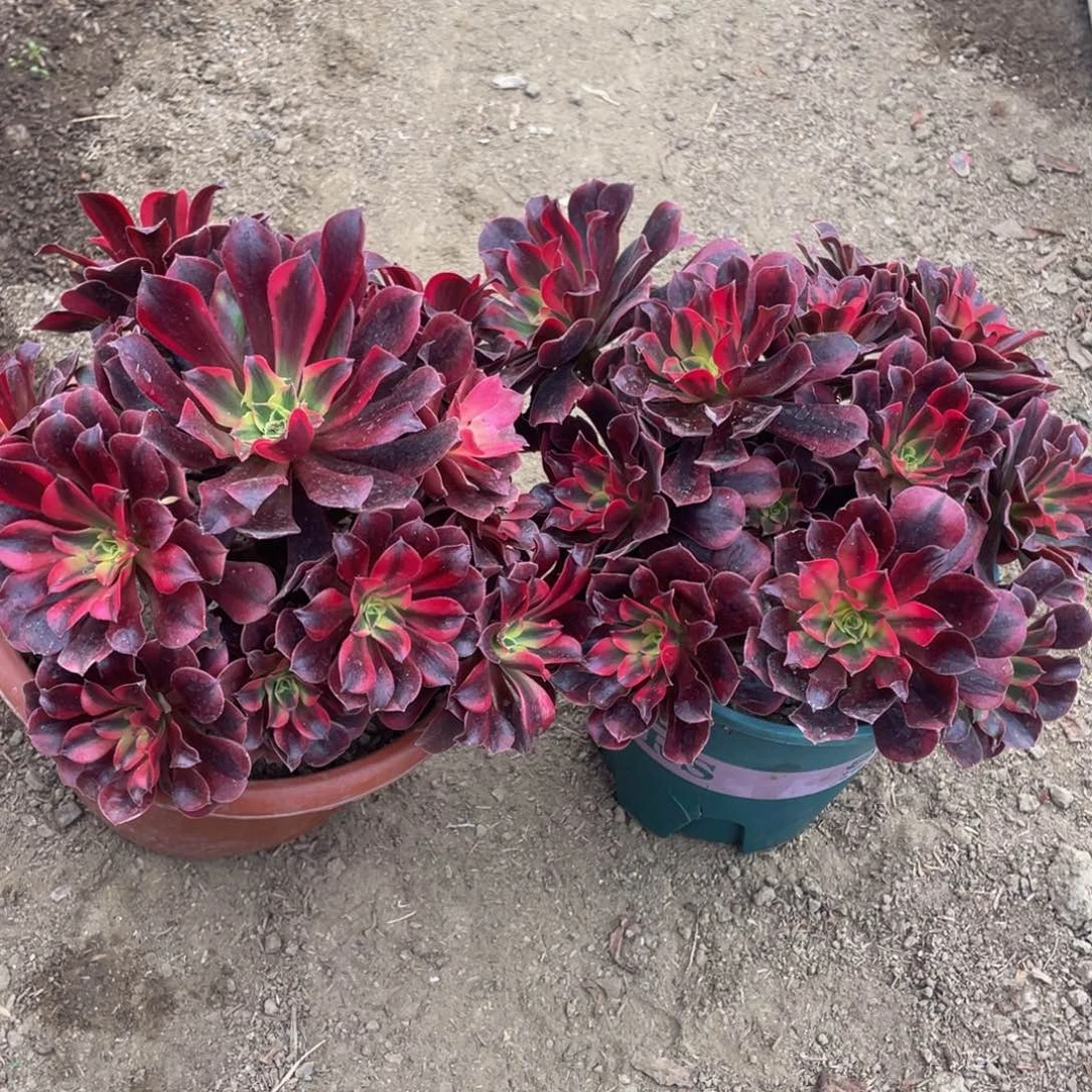 200美杜莎两颗精品法师老桩