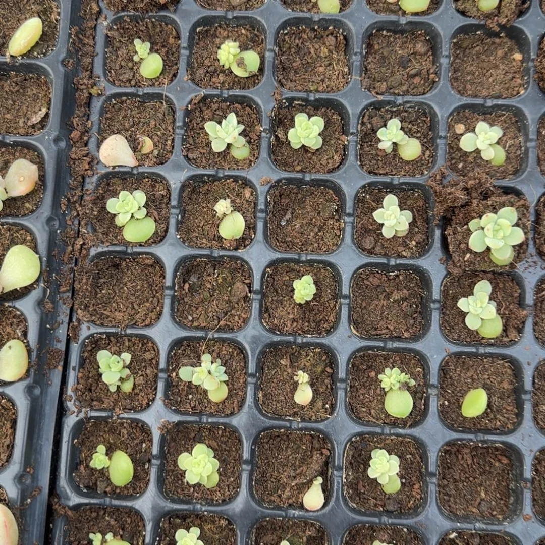 3013 穴一个满25包邮