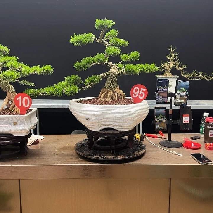 茶***香无花朵黄杨黄杨黄杨黄杨