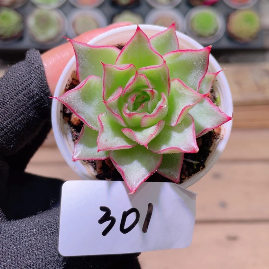 L***୭花利美2-301新品单头