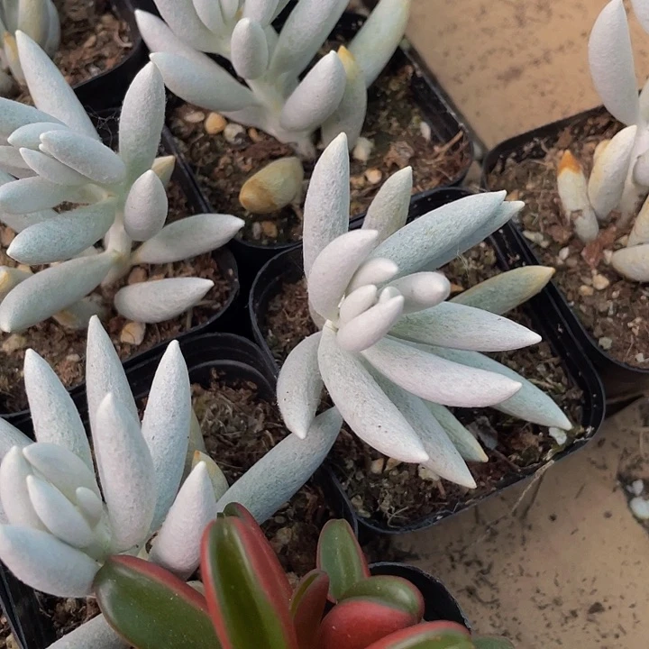 银月3.8带盆土发