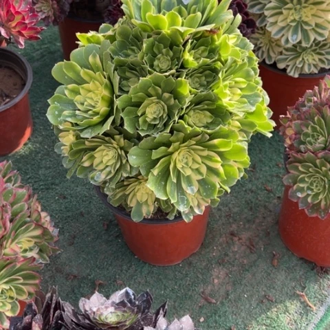 680辛尼亚手捧多肉，