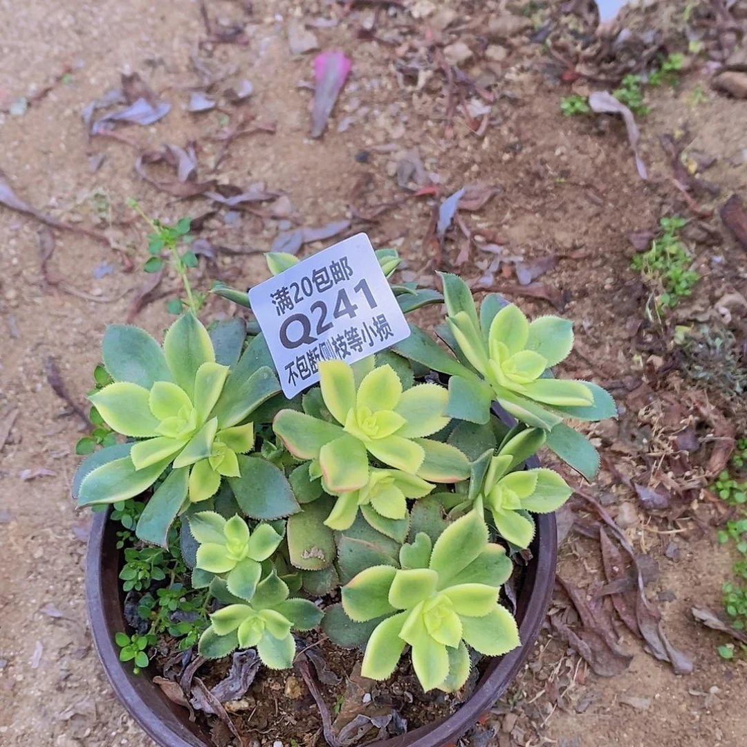 241艳日辉多肉法师锦