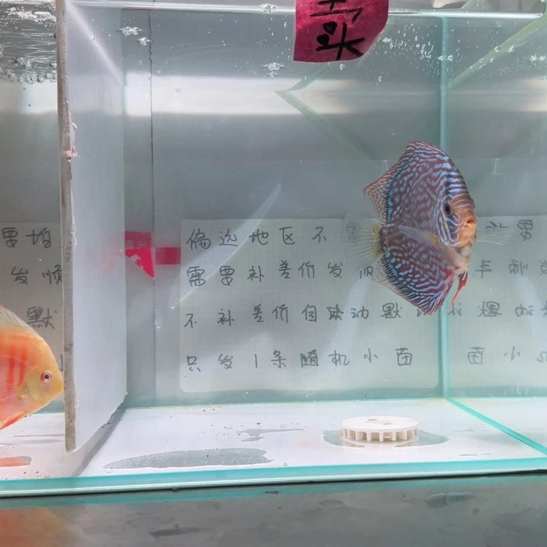 七彩神仙鱼肉身10偏远地区不拍
