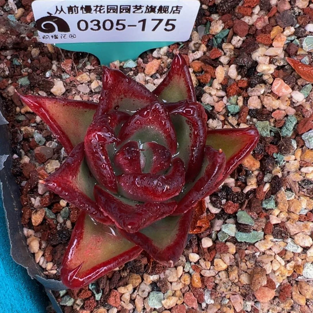 从前慢多肉精选编号0305.175